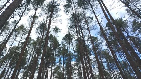 Tall coniferous trees reaching towards the sky in a dense forest, showcasing a Stock Footage 332144721