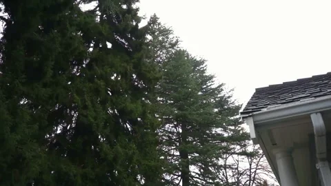 Tall coniferous trees swaying in the wind Stock Footage 165245636