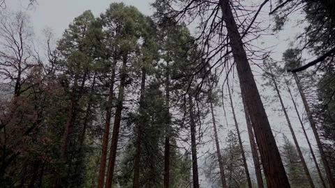 Tall conifers low angle in misty Yosemite Valley Video stock 347986953
