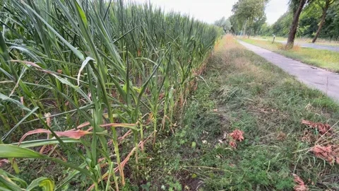 Tall Corn Field Beside Paved Roadside Path in Summer Stock Footage 341668108