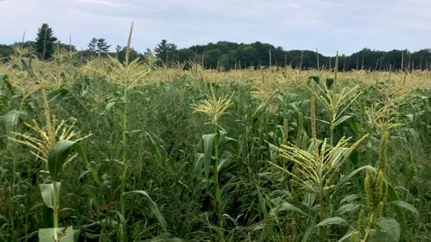 Tall Corn Field Stock Footage 252149603
