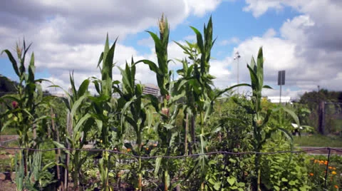 Tall corn in a garden plot Stock Footage 26143380