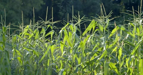 Tall corn plants being watered by a sprinkler, with water mist covering. Stock Footage 322526920