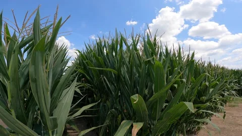 Tall corn row under blue sky Stock Footage 232902377