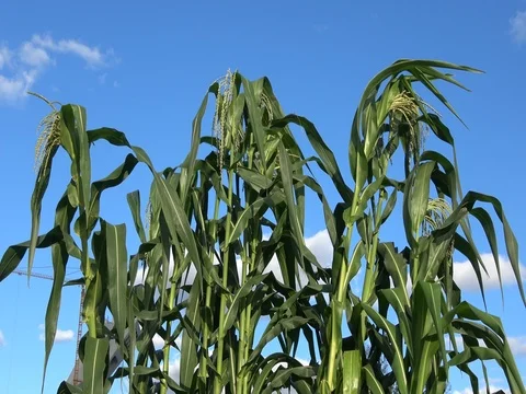 Tall corn stalks swaying gently in the wind, against a blue sky Stock Footage 80613670