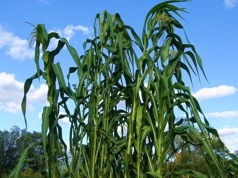 Tall corn stalks swaying gently in the wind, against a blue sky Stock Footage 80615883