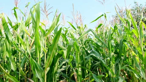 Tall Corn Vegetable Plants Field Blowing at the Wind. Agriculture Concept Видео 140866681