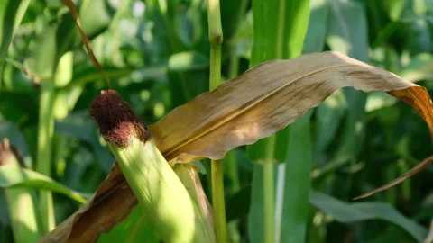 Tall Corn Vegetable Plants Field Blowing at the Wind. The Camera Looks at the Stock Footage 140868028