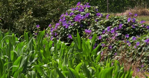 Tall corn waving in wind, old stone wall covered with purple flowers behind. Stock Footage 134855701