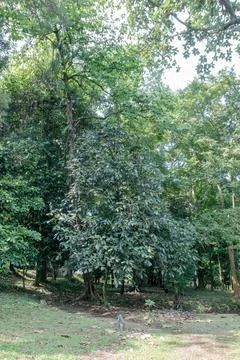Tall Dark Leaf Tropical Tree in Forest Shade 스톡 사진