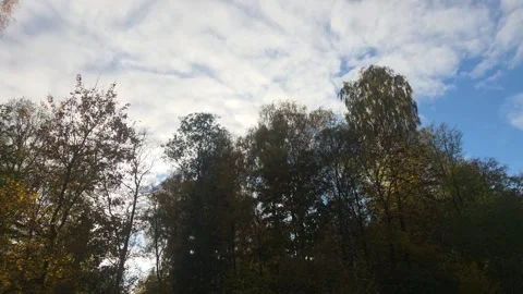 Tall Dark Pine Tree Standing Tall Against A Beautiful Cloudy Sky Stock Footage 348746542