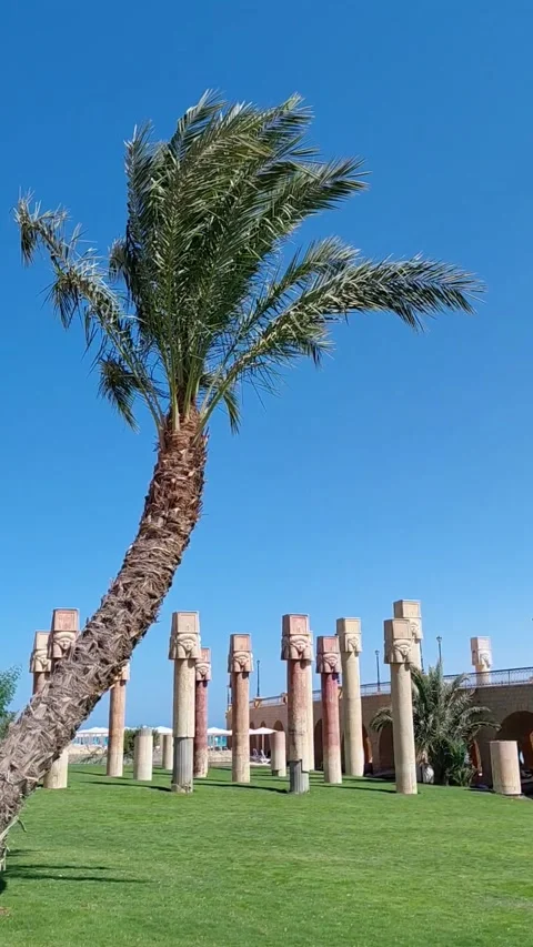 Tall date palm tree and Hathor pillars in resort garden Hurghada Egypt Stock Footage 337539150