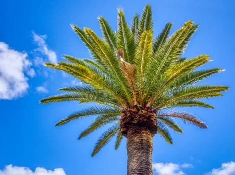 Tall Date palm tree isolated against the blue sky and clouds Stock Photos