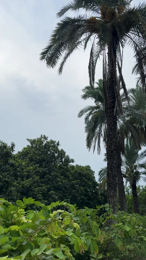 Tall Date Palm Trees Under an Overcast Sky Stock Footage 328373245