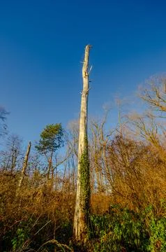 Tall, dead, bare tree trunk covered in ivy against a clear blue sky Stock Photos