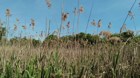 TALL DEAD GRASS Video stock 195724690