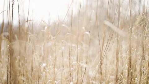 Tall dead grass in the winter time. Vídeo Stock 233483828
