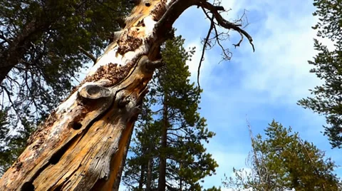 Tall Dead Tree, Pine Forest Video stock 38841912