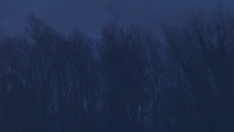 Tall Dead Trees in a Storm 스톡 동영상 139484722