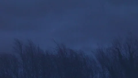 Tall Dead Trees in a Storm 스톡 동영상 139484995