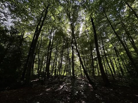 Tall deciduous forest canopy with sunbeams filtering through dense green Stock Photos