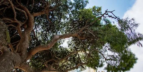 A tall deciduous tree frames the clear blue sky. The branch of a tree is full of Stock Photos