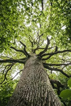 Tall deciduous tree with sprawling branches and lush green leaves viewed fr.. Stock Photos