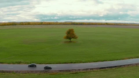 Tall deciduous tree stands in the middle of a green field Stock Footage 134541201