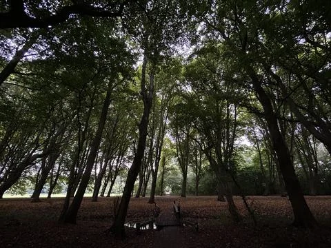 Tall deciduous trees forming dense green canopy over quiet woodland path and Stock Photos