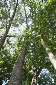 Tall Deciduous Trees Stock Photos