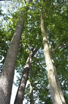 Tall Deciduous Trees Stock Photos