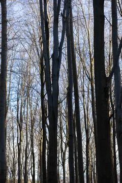 Tall deciduous trees stand in a dense forest during late autumn with bare Stock Photos