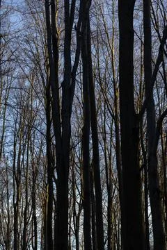 Tall deciduous trees stand in a dense forest during late autumn with bare Stock Photos