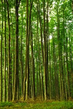 Tall dense forest Stock Photos