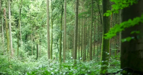 Tall Dense Forest with Slim Straight Trunks, Green Woodland Interior Vídeo Stock 340081221