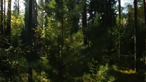 Tall Dense Forest with Sunlight Video stock 322827345