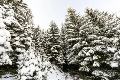 Tall dense old spruce trees grow on a snowy slope Stock-Fotos