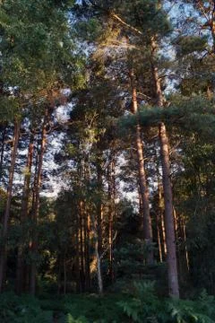 Tall dense thin trees in a forest Stock Photos