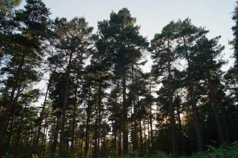 Tall dense thin trees in a forest Stock Photos