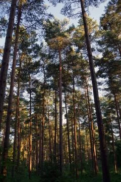 Tall dense thin trees in a forest Stockfoto's