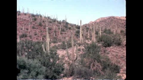 Tall Desert Cacti Stock Footage 276290449