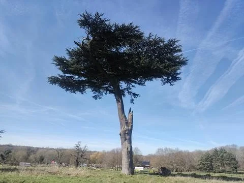 Tall, distinctive tree standing alone in an open grassy park Stock Photos