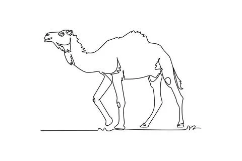 Tall dromedary camel walking through the desert terrain. Hump, endurance Ilustração Stock