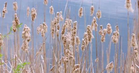 Tall dry feather grass plants Stock Footage 170590850