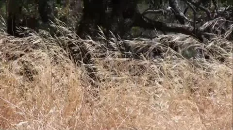 Tall Dry Grass Blowing In Wind Stock Footage 12366267