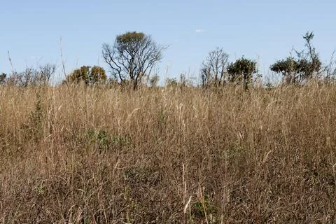 Tall Dry Grass Growing in an Open Field Stock Photos