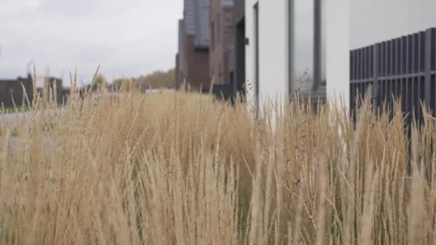 Tall dry grass grows along fence near modern house with facade Stockbeeldmateriaal 303108927