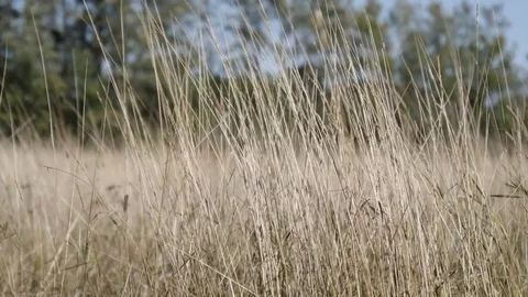 Tall Dry Grass Stationary Stock Footage 80441303
