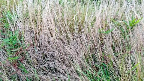 Tall Dry Grass Straw Texture Pattern Close Up Stock Photos