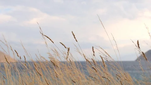 Tall Dry Grass Swaying In the Wind Beside the Wavy Sea Stock Footage 93320463